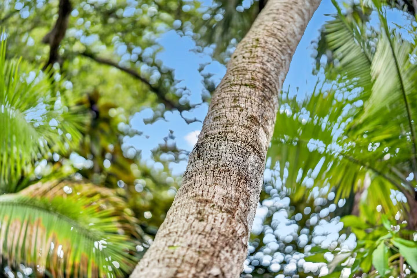 Nokomis Beach Tropical Treehouse! Short Term Rental photo 35